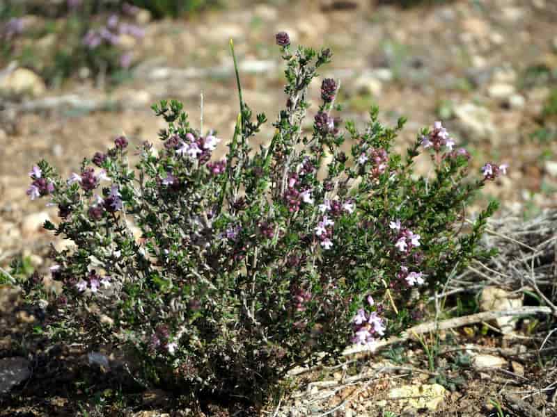 تصویر 1 از آویشن کوهی مازندران خوش عطر و کاملا طبیعی